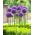 Allium Gladiator - umbi / umbi / akar