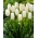 Tulipan Catharina - 5 szt.