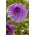 Dahlia - Blue Boy - pacote grande! - 10 pcs.