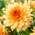Dahlia - Noordwijk dicsősége