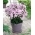 Swizzle fall phlox - 1 stk.