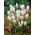 Крокус Міс Вайн - 10 цибулин - Crocus biflorus Miss Vain