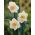 Narsissit - Salome - paketti 5 kpl - Narcissus