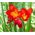 Freesia Single Red - 10 becuri