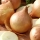 Onion "Globo" - large salad variety, delicious also when eaten raw - 500 seeds