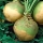 Rutabaga - Kaszubska - Brassica napus L. var. Napobrassica - semi