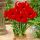 Hippeastrum Red Lion