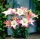 Lirios Lollypop - Lilium Lollypop