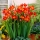 Freesia - Single Red - pacchetto di 10 pezzi