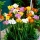 Freesia Single Mix - 10 bulbs