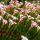 Candy cane sorrel Oxalis versicolor – large pack! – 20 pcs