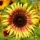 Ornamental sunflower "Twilight Zone" - yellow with red-brown ring