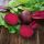 Rote Rübe - Betina - Zuverlässig, tiefrot und mit glatter Textur - Samen