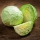 Early white cabbage "Diethmarscher" - 480 seeds