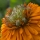 Pot marigold, Ruddles, Common marigold, Scotch marigold "Greenheart" - 240 seeds