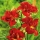 Daylily Double Firecracker