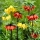 Crown imperial – yellow and red mix - 6 pcs.