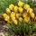 Crocus „Early Gold“ - 10 pezzi - 