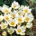 Crocus Snowbunting - 10 pcs.