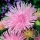 Nadel-Blütenblatt-Aster "Figaro" - 450 Samen - 