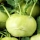 Kohlrabi "Wener Witte" - 520 seeds