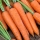 Möhre 'Karotela' - frühe Sorte