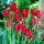 Tulipa Red Georgette - Tulpe Red Georgette - 5 Zwiebeln