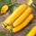 Zucchini Atena Polka Samen - Cucurbita pepo - 20 seeds - 