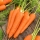 Carote - Koral - 50 grammi - 42500 semi - Daucus carota ssp. sativus