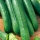 Cetriolo - Tessa - 105 semi - Cucumis sativus