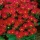 Aster nano "Pepite" - rosso - 