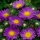 Dwarf aster "Pepite" - purple
