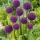 Ajo decorativo - Ambassador - Allium Ambassador