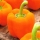 Sweet pepper 'Lamia' - orange variety for cultivation in tunnels and on the field