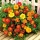 French marigold - variety selection - 350 seeds
