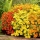 Signet marigold - seed mix - 600 seeds
