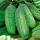 Cucumber "Julian" - pickling variety - SEED TAPE