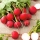 Radish "Rowa" - 425 seeds