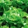 Lettuce "Cassini" - SEED TAPE