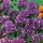 Statice viola, lavanda di mare, rosmarino foglia di tacca, rosa mare, lavanda di mare ondulato - 105 semi - 