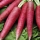 Radish 'Candela Di Fuoco' - elongated, sharply pointed roots