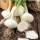 Winter onion "Hiberna" - for bulbs and chives - 500 seeds