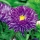 Dark blue chinese aster "Contraster" - 250 seeds