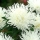 White needle petal china aster, Annual aster - 500 seeds