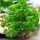 Parsley Moss Curled seeds - Petroselinum crispum - 1200 seeds