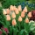 Tulip 'Apricot' - 5 pcs