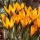 Crocus Angustifolius - 10 pcs