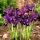 Reticulate iris - Pauline - large package! - 100 pcs
