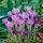 Crocus Barr's Purple - 10 Stück - 