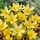 Crocus Saturnus - 10 pièces - 